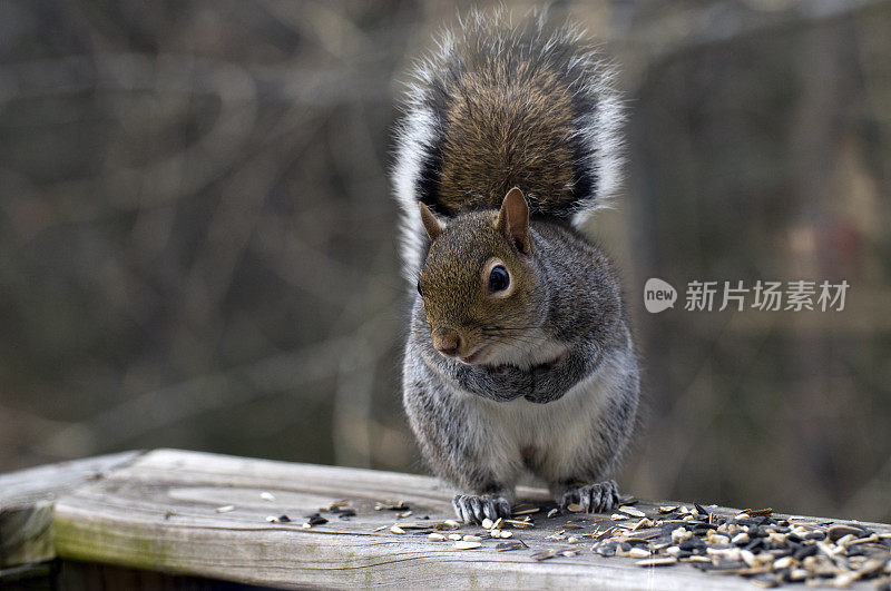 东部灰松鼠(Sciurus carolinensis)